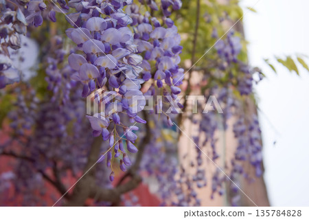 Close-up of beautifully blooming pale purple wisteria flowers Close-up of beautifully blooming pale purple wisteria flowers 135784828