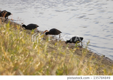 一群白骨頂雞在冬季的河岸上啄食。 一群白骨頂雞在冬季的河岸上啄食。 135784849