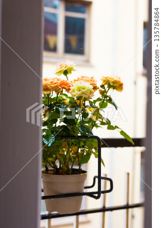 rose bush in a flower pot on balkon during the rain 135784864