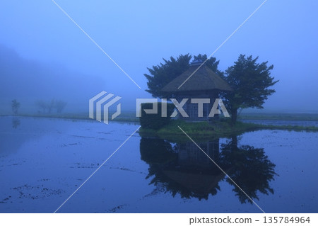 晨曦映照在稻田上 135784964