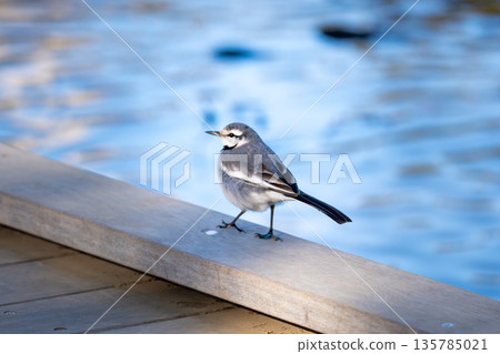 一隻白鶺鴒棲息在水邊步道的邊緣。 135785021