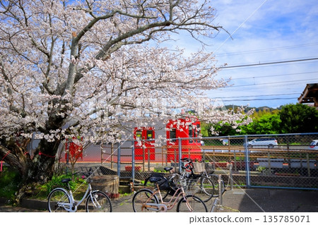 櫻花、火車、糸島市、壹岐山站 135785071