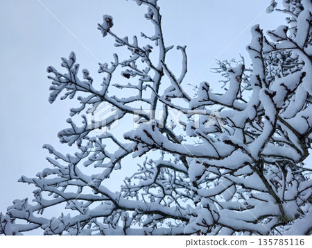 The bluish light shines through the sky on the trees of the forest after a heavy snowfall. The bluish light shines through the sky on the trees of the forest after a heavy snowfall. 135785116