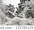 In the snow-covered forest, an old tree stands out like a wooden statue. 135785129