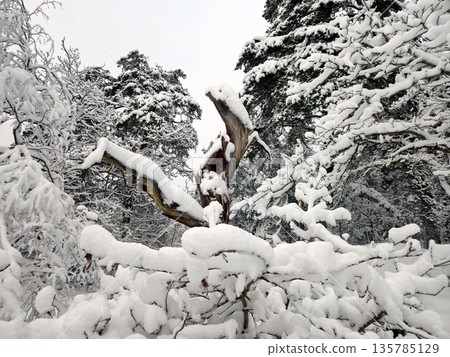 In the snow-covered forest, an old tree stands out like a wooden statue. 135785129
