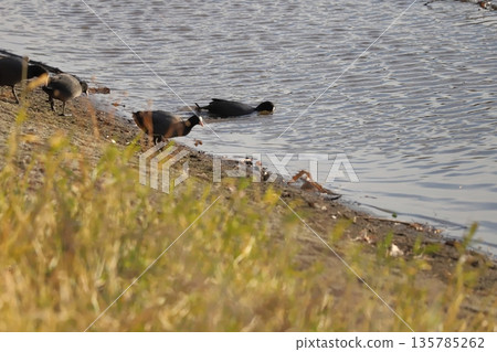 A flock of coots foraging and swimming on a riverbank in winter A flock of coots foraging and swimming on a riverbank in winter 135785262