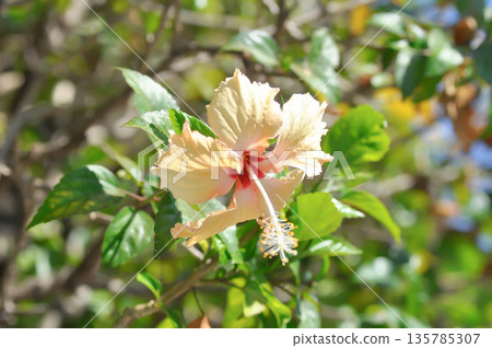 Chinese rose or Hibiscus or Hibiscus rosa sinensis or Hibisceae or Malvaceae , white hibiscus or cream hibiscus Chinese rose or Hibiscus or Hibiscus rosa sinensis or Hibisceae or Malvaceae , white hibiscus or cream hibiscus 135785307