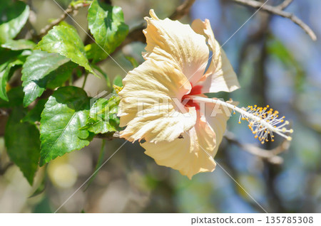 Chinese rose or Hibiscus or Hibiscus rosa sinensis or Hibisceae or Malvaceae , white hibiscus or cream hibiscus 135785308