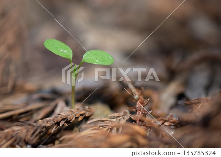Forest sprouts Forest sprouts 135785324