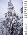 Echigo Yuzawa: Trees covered in snow 135785461