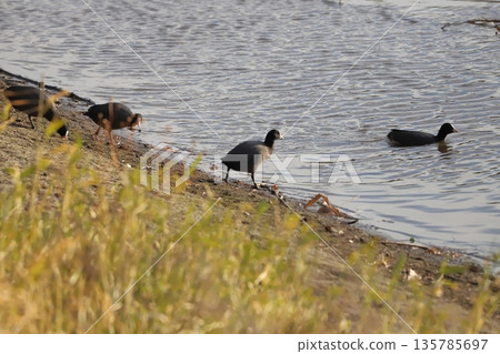 A flock of coots foraging and swimming on a riverbank in winter 135785697