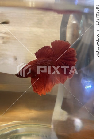 紅色鬥魚美麗的魚鰭 135785699