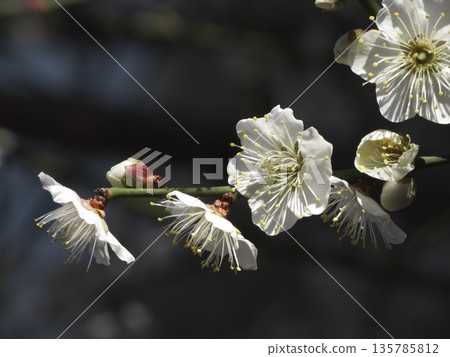 在深色背景下，一排排美麗的白色梅花和纖細的花蕊格外引人注目。 135785812