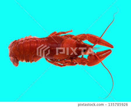 freshly brewed red crayfish, on a blue background 135785926