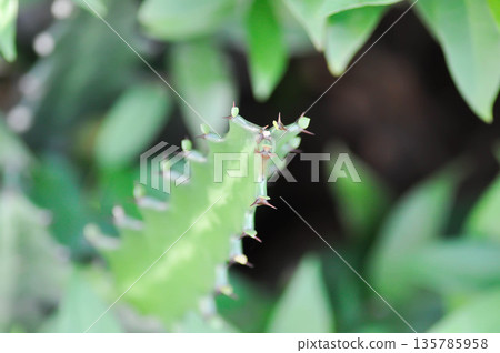 Euphorbia or Euphorbia mayurnathanii variegated ,Euphorbia lactea or Euphorbia lacei Craib Euphorbia or Euphorbia mayurnathanii variegated ,Euphorbia lactea or Euphorbia lacei Craib 135785958