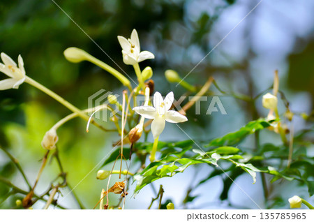 Cork tree, Indian cork tree or Millingtonia hortensis Linn or BIGNONIACEAE or white flower Cork tree, Indian cork tree or Millingtonia hortensis Linn or BIGNONIACEAE or white flower 135785965