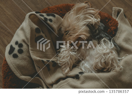 Cozy indoor scene with a small Yorkshire Terrier sleeping on a soft blanket on a wooden floor. Top view scene with a domestic dog resting at home.  135786357