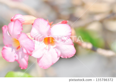 Desert rose, APOCYACEAE or Adenium obesum or Mock Azalea or Pinkbignonia or Impala lily Desert rose, APOCYACEAE or Adenium obesum or Mock Azalea or Pinkbignonia or Impala lily 135786372