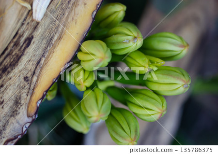 A macro shot of clustered green buds from an Agave species, century plant. Botany, gardening, and organic forms. Wild nature of the desert. A macro shot of clustered green buds from an Agave species, century plant. Botany, gardening, and organic forms. Wild nature of the desert. 135786375