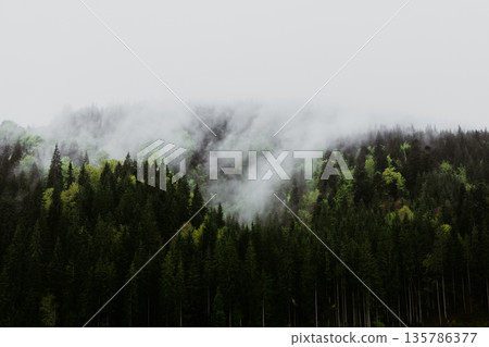 A misty green forest landscape, capturing the raw texture of coniferous trees and fog in the morning. Wild nature scene. A misty green forest landscape, capturing the raw texture of coniferous trees and fog in the morning. Wild nature scene. 135786377