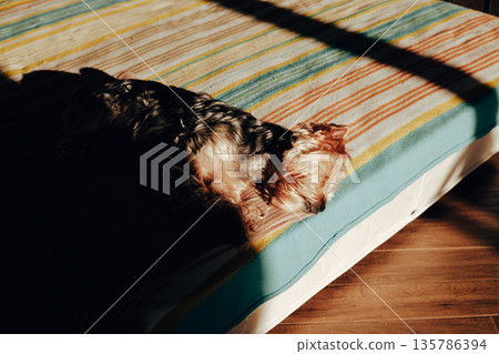 Yorkshire Terrier sleeping peacefully on a cozy bed in warm sunlight. Home comfort, calm lifestyle, pet relaxation, emotional wellness, slow living concept. A small dog resting, napping indoors. Yorkshire Terrier sleeping peacefully on a cozy bed in warm sunlight. Home comfort, calm lifestyle, pet relaxation, emotional wellness, slow living concept. A small dog resting, napping indoors. 135786394