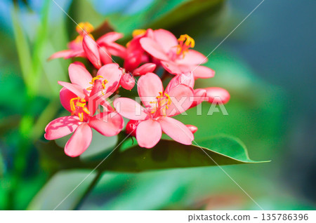 Cotton leaved jatropha, EUPHORBIACEAE or  Jatropha integerrima or  Jatropha integerrima Jacq or Peregrina or Spicy jatropha or pink flower or fuchsia flower 135786396