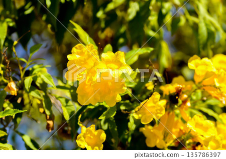 Trumpet vine, Yellow bell or Yellow elder or yellow flower 135786397