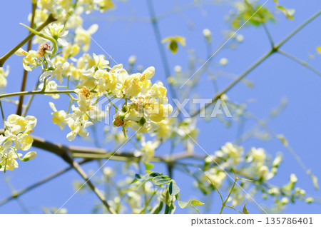 Moringa oleifera Lam, Horse radish tree or Drumstick or Moringaceae or white flowers Moringa oleifera Lam, Horse radish tree or Drumstick or Moringaceae or white flowers 135786401