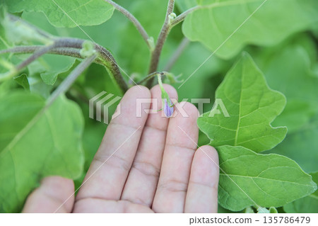 small eggplant on tree in organic farm small eggplant on tree in organic farm 135786479