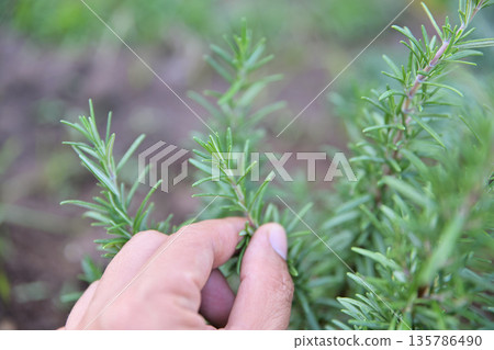 hand picking rosemary on tree from organic herbal garden hand picking rosemary on tree from organic herbal garden 135786490