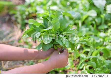 hand hold vegetable in plants farm for eating hand hold vegetable in plants farm for eating 135786491