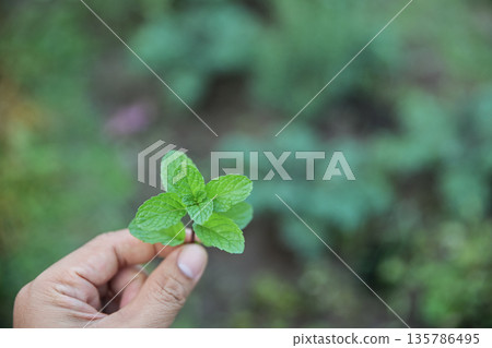 hand picking spearmint in herbal garden for use 135786495