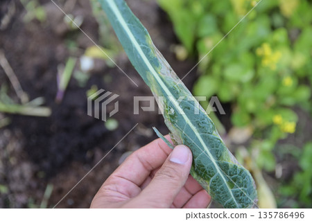 hand checking kale leaf in vegetable farm 135786496