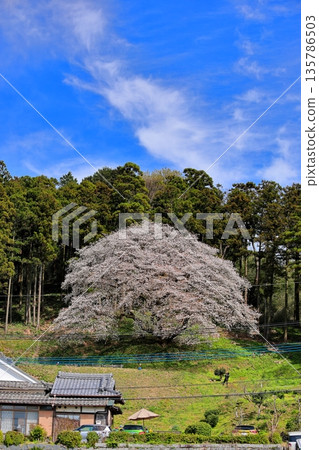 Matsukuni Oyama Sakura Matsukuni Oyama Sakura 135786503