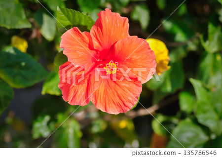 Chinese rose or Hibiscus or Hibiscus rosa sinensis or Hibisceae or Malvaceae , red hibiscus flower 135786546