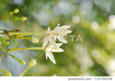 Cork tree, Indian cork tree or Millingtonia hortensis Linn or BIGNONIACEAE or white flower 135786548