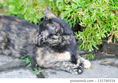 brown and blcak cat or unmindful cat on the ground 135786554