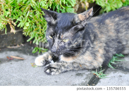 brown and blcak cat or unmindful cat on the ground 135786555