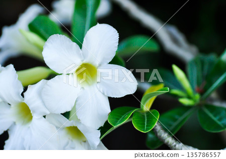 Adenium obesum , Desert rose or Mock Azalea or bignonia or Impala lily or APOCYNACEAE or white Adenium 135786557