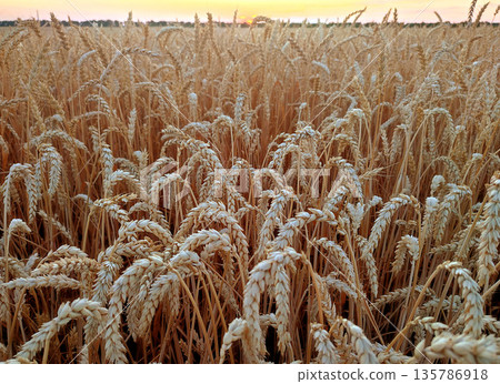 Ears of ripe wheat close-up. Ripe wheat growing in a field in summer. Ripe spikes of wheat growing in a wheat field. Agricultural landscape. Agrarian scenery. Harvesting Ears of ripe wheat close-up. Ripe wheat growing in a field in summer. Ripe spikes of wheat growing in a wheat field. Agricultural landscape. Agrarian scenery. Harvesting 135786918