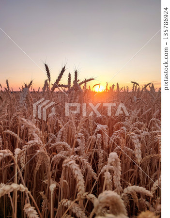 Sunset and dawn in wheat field. Sunrise or sundown on horizon above field of growing ears of wheat on summer evening. Shining sun in sky and field with spikes of ripe wheat. Agricultural landscape 135786924