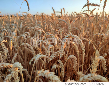Growing wheat in field and blue sky in summer evening or morning during sunset or sunrise. Ripe ears of wheat in a calm windless sunset dawn. Ripening spike of wheat in field. Spike of wheat close-up Growing wheat in field and blue sky in summer evening or morning during sunset or sunrise. Ripe ears of wheat in a calm windless sunset dawn. Ripening spike of wheat in field. Spike of wheat close-up 135786928