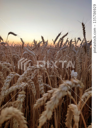 Silhouette of wheat ears against sky on sunset dawn. Spikes of ripe wheat close-up. Sunset dawn in wheat field. Sunrise sundown above field of growing ears of wheat on summer. Agricultural landscape 135786929