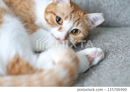 House cats: Brown tabby, white brown, brown and white 135786990