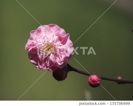 一朵鮮紅的梅花在柔和的綠色背景下傲然綻放，花苞飽滿。 135786999