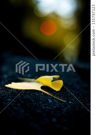 秋意漸濃，銀杏葉飄落。 135787123