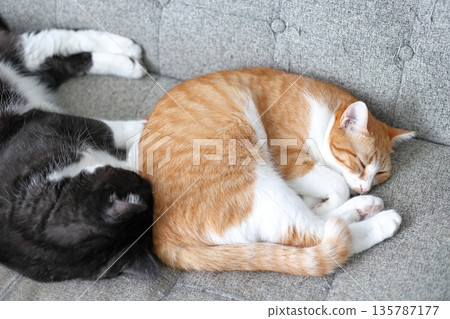 Two house cats relaxing Two house cats relaxing 135787177