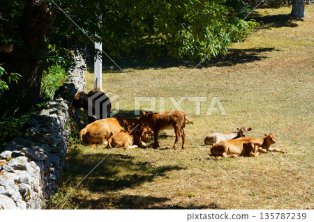 A group of animals, including cows and sheep, are grazing in a field A group of animals, including cows and sheep, are grazing in a field 135787239