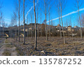 A forest with a bridge in the background 135787252