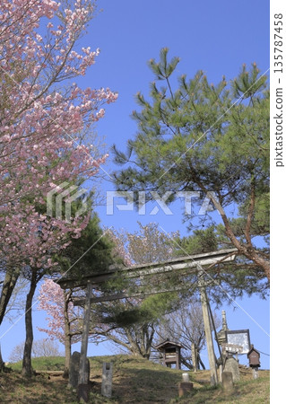 Spring scenery at the summit of Mount Hokyo in Ibaraki Prefecture, decorated with double cherry blossoms in full bloom under a clear blue sky. Spring scenery at the summit of Mount Hokyo in Ibaraki Prefecture, decorated with double cherry blossoms in full bloom under a clear blue sky. 135787458